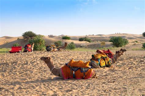 Camellos Con Vestidos Tradicionales Esperando Al Lado De La Carretera A