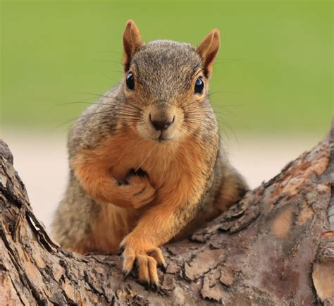 4 Types Of Squirrels That Live In Prince Edward Island 2023 Bird