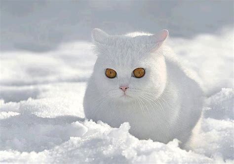 Beautiful White Cat In The Snow Cuteness Pinterest