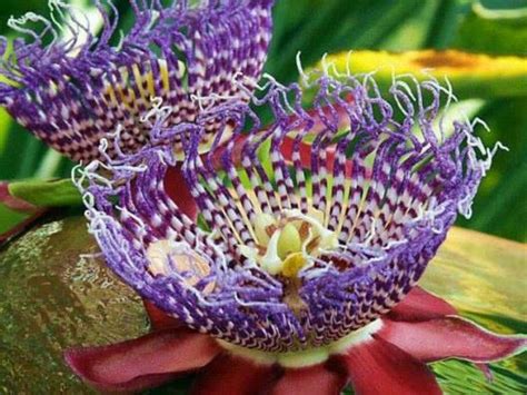 Worlds Most Strange And Rare Flowers