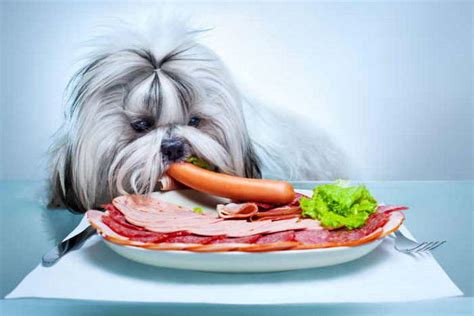 How Much Food Does A Shih Tzu Eat Each Day