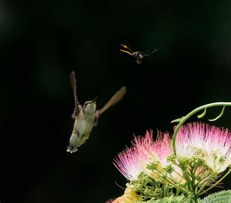 Hummingbird And Wasp 7175850 Lucy Yost Flickr
