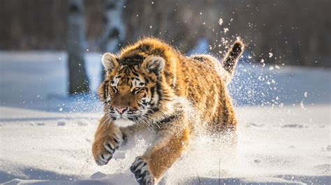 2560x1440 Cute Tiger Cub Running 1440p Resolution Hd 4k Wallpapers