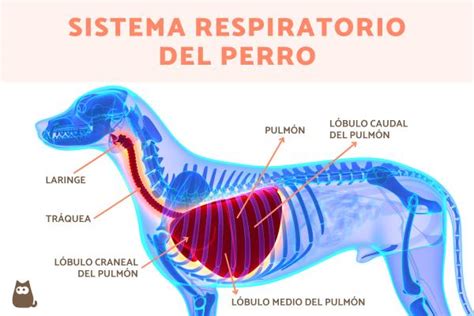 Sistema Respiratorio Del Perro Y Sus Partes GuÍa Completa Con Imágenes