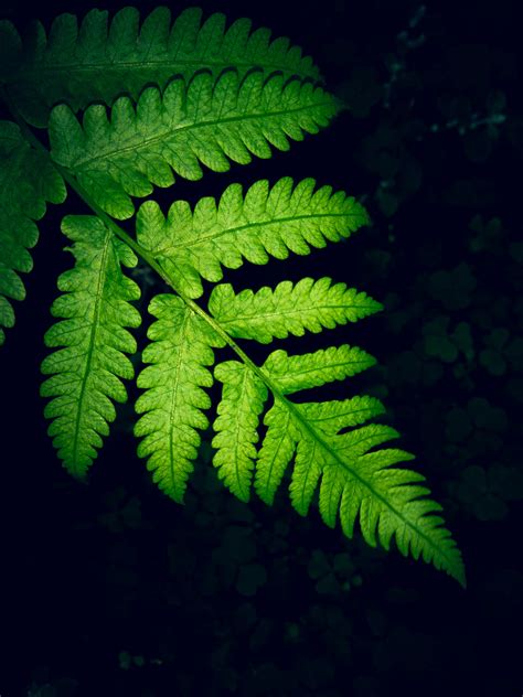 Free Images Android Wallpaper Fern Free Wallpaper