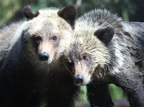 Grizzly Bears Followed This Hiker And He Caught It All On Video
