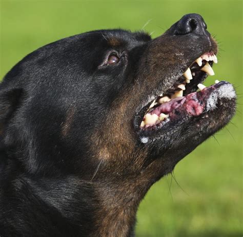 Auto aufkleber american staffordshire terrier hundesport hund hunde schlüsselanhänger hund rasse bunt geschenkidee hund hundefreund kunstwerk dog. Urteil: Höhere Steuer auf Kampfhunde ist zulässig - WELT