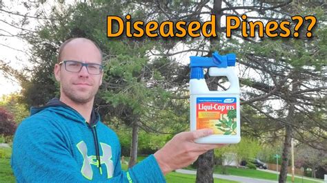 How To Save Your Diseased Pine Trees Youtube