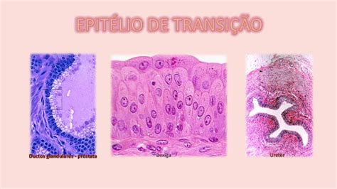 Histologia And Embriologia Para Fisioterapia Epitélio De Transição