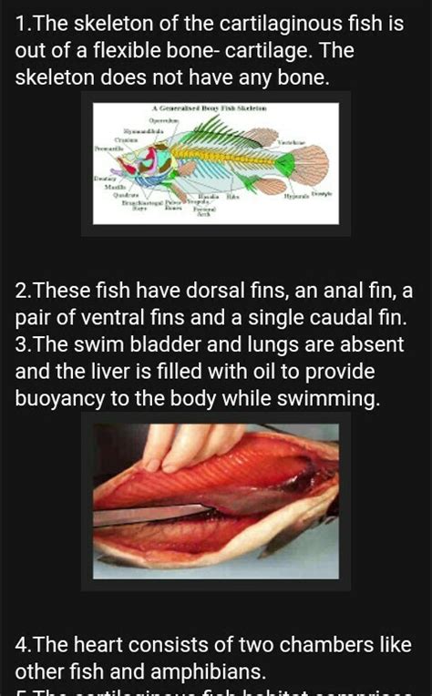 What Are The Differences Between Cartilaginous Fishes And Bony Fishes