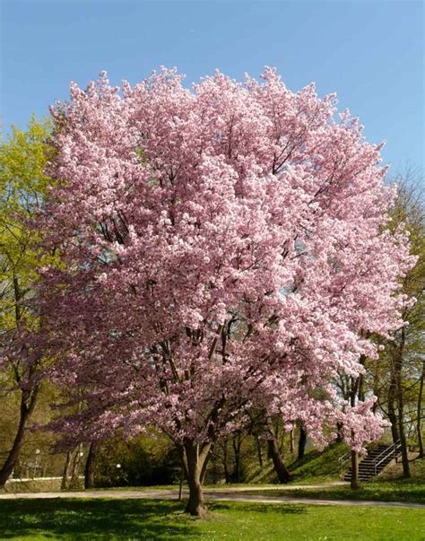 Seeinglooking Flowering Cherry Tree In The Garden