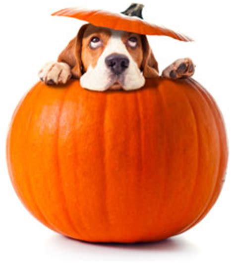 Using the pumpkin as food is a great addition to any diet, and is often eaten by both humans and animals. Is Pumpkin Good for Dogs?