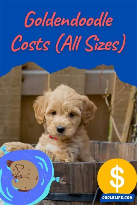 How Much Are Goldendoodles 2024 Price Guide Oodle Life