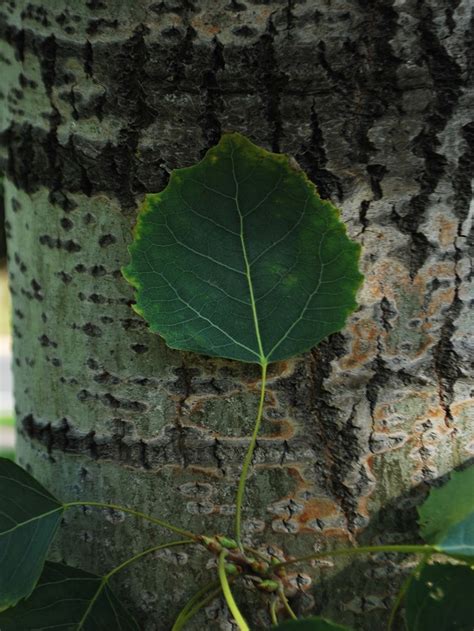 Basic Tree Tree Identification Regional And Community Forestry