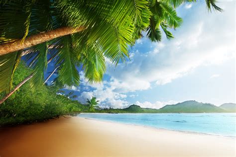 Tropical Paradise Sunshine Beach Coast Sea Sky Blue Emerald Ocean Palm Summer Sand Vacation