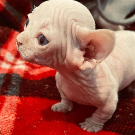 sphynx kittens for sale hairless cats for sale