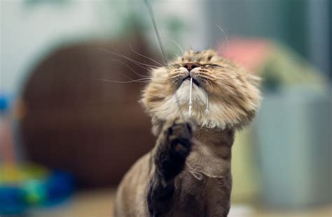 Just like some people, certain felines are also allergic. Hair Loss Symptoms & Treatment for Cats