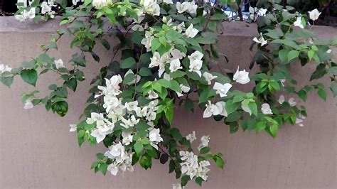 Bougainvillea glabra is common in countries around the mediterranean. Bougainvillea glabra Choisy by Ravi Vaidyanathan on India ...
