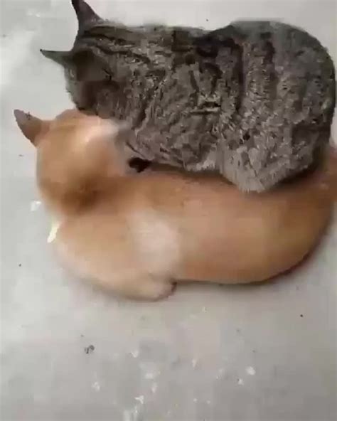 Two Cats Are Playing With Each Other On The Floor