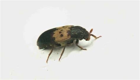 5 Tiny Black Beetles In The House And How To Quickly Get Rid Of Them