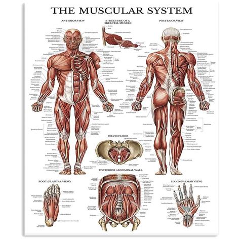 The Muscular System Vertical Poster Poster Art Design
