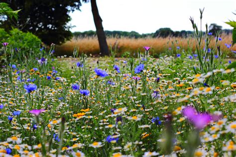 Selective Focus Photo Of Blue And White Flowers Field · Free Stock Photo