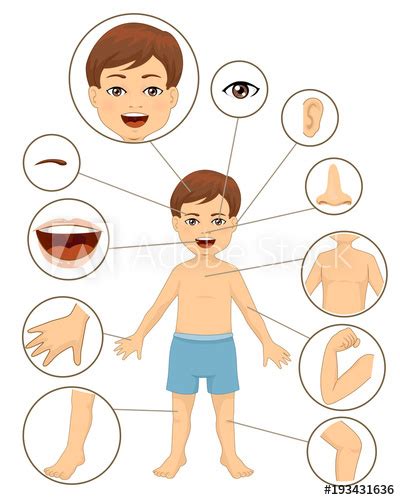Another fun way to learn body parts is to turn on some music and ask the kids to dance with specific parts of their body. "Kid Boy Body Parts Illustration" fichier vectoriel libre ...