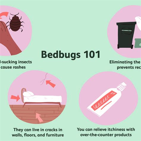 Most Effective Bed Bug Treatment Pest Phobia