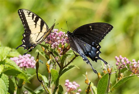 Eastern Tiger Swallowtail Papilio Glaucus Male On The Left The