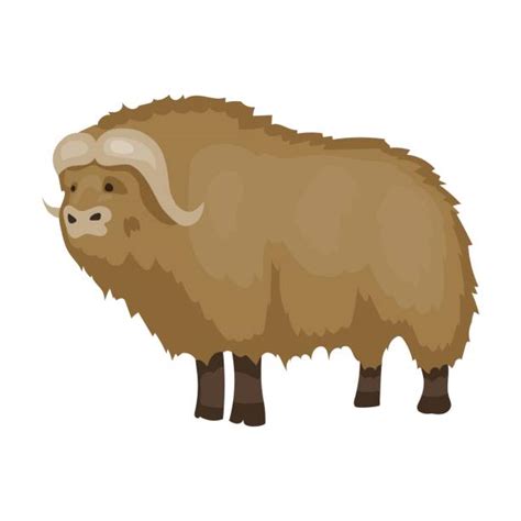 Best Musk Ox Illustrations Royalty Free Vector Graphics And Clip Art