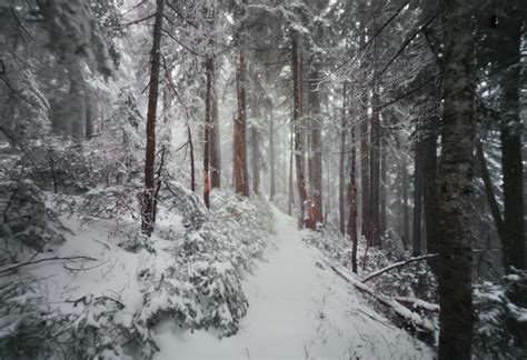 Trail Through Snow Covered Forest By Danielle D Hughson