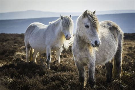 Ponies And Mini Horses 10 Adorable Photos To Brighten Your Day