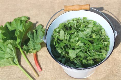 7 Surprisingly Brilliant Uses For Rhubarb Leaves