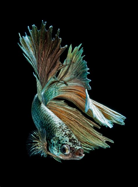 Siamese Fighting Fish By Visarute Angkatavanich