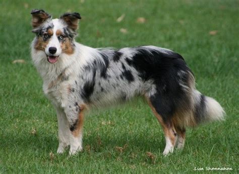 63 Australian Shepherd Blue Heeler Cross Border Collie