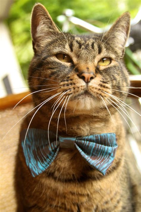 1000 Images About Cats In Bow Ties On Pinterest Cats
