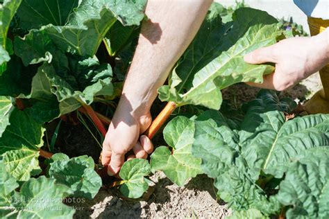 Harvesting Rhubarb Vegaliciousphotos