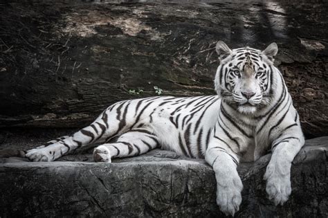 Nace Nieve La Primera Tigresa Blanca En Cautiverio De Nicaragua