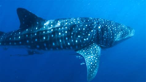 Whale Shark Great Barrier Reef Foundation Great