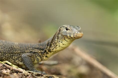 Premium Photo Malayan Water Monitor Lizard Varanus Salvator In