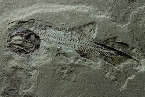 Phanerosteon Phonax Paleozoic Fish Fossil