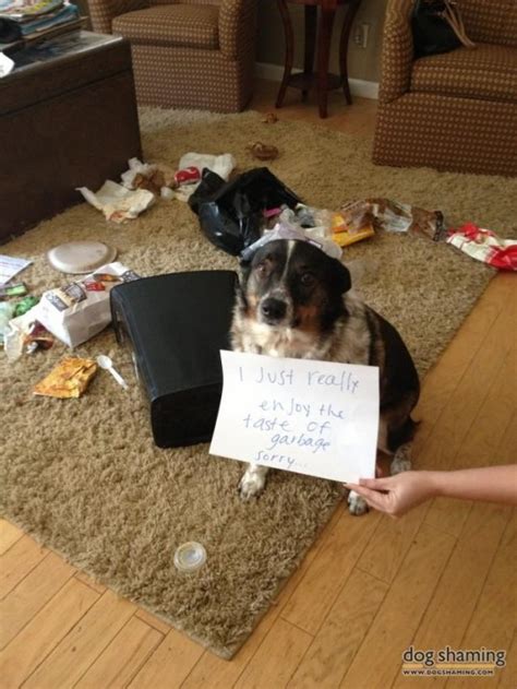 36 Naughtiest Dogs And Cats Confessing Their Dirty Crimes Page 3 Of 3