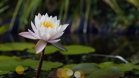 Water Lilly Hd Flowers Wallpapers Hd Wallpapers Id 66933