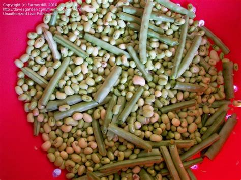 Plantfiles Pictures Vigna Asparagus Bean Cow Pea Cowpea Southern