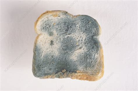 bread mold stock image c007 6142 science photo library