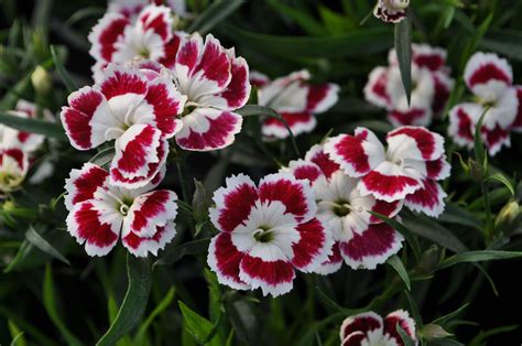 Beautiful Carnation Flowers Varieties By Color Whatiswhatis