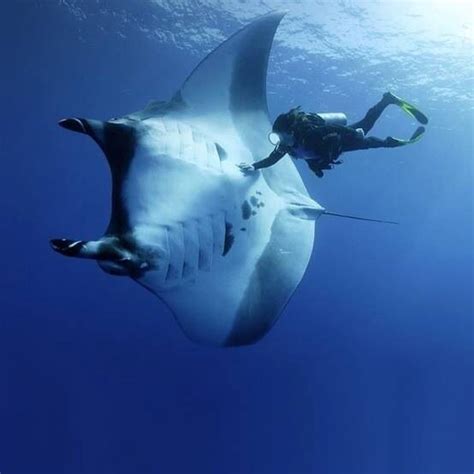 Diving With A Manta Ray In Maldives Photo By Taylor Adams Fl