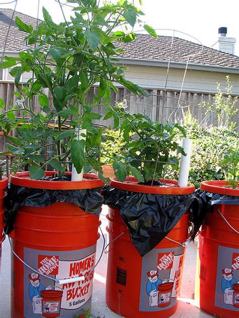 5 Gallon Self Watering Tomato Container Diy Projects For