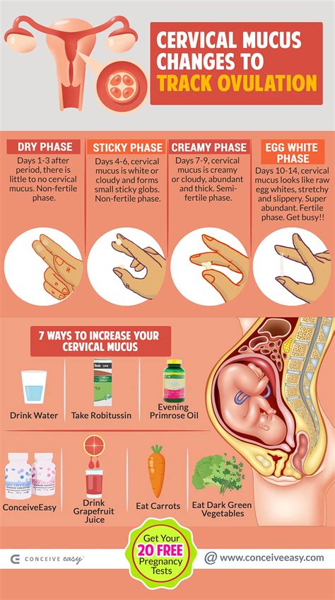 The cervical mucus is released in maximum quantity just before five days of ovulation. How to Track Ovulation with Cervical Mucus Changes Infographic