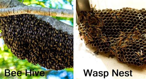 What Features Differentiate Wasps Vs Bees Pest Aid